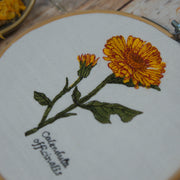 Stickdatei Botanische Zeichnung Calendula 10x10 cm