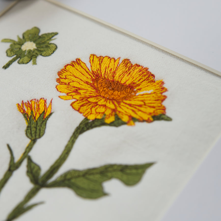 Stickdatei Botanische Zeichnung Calendula 13 x 18 cm