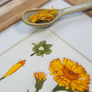 Calendula Bundle spare über 20 %