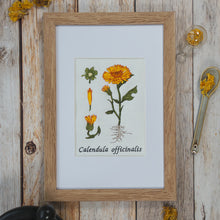 Lade das Bild in den Galerie-Viewer, Stickdatei Botanische Zeichnung Calendula Ringelblume Blume Cora Design Frühling Sommer
