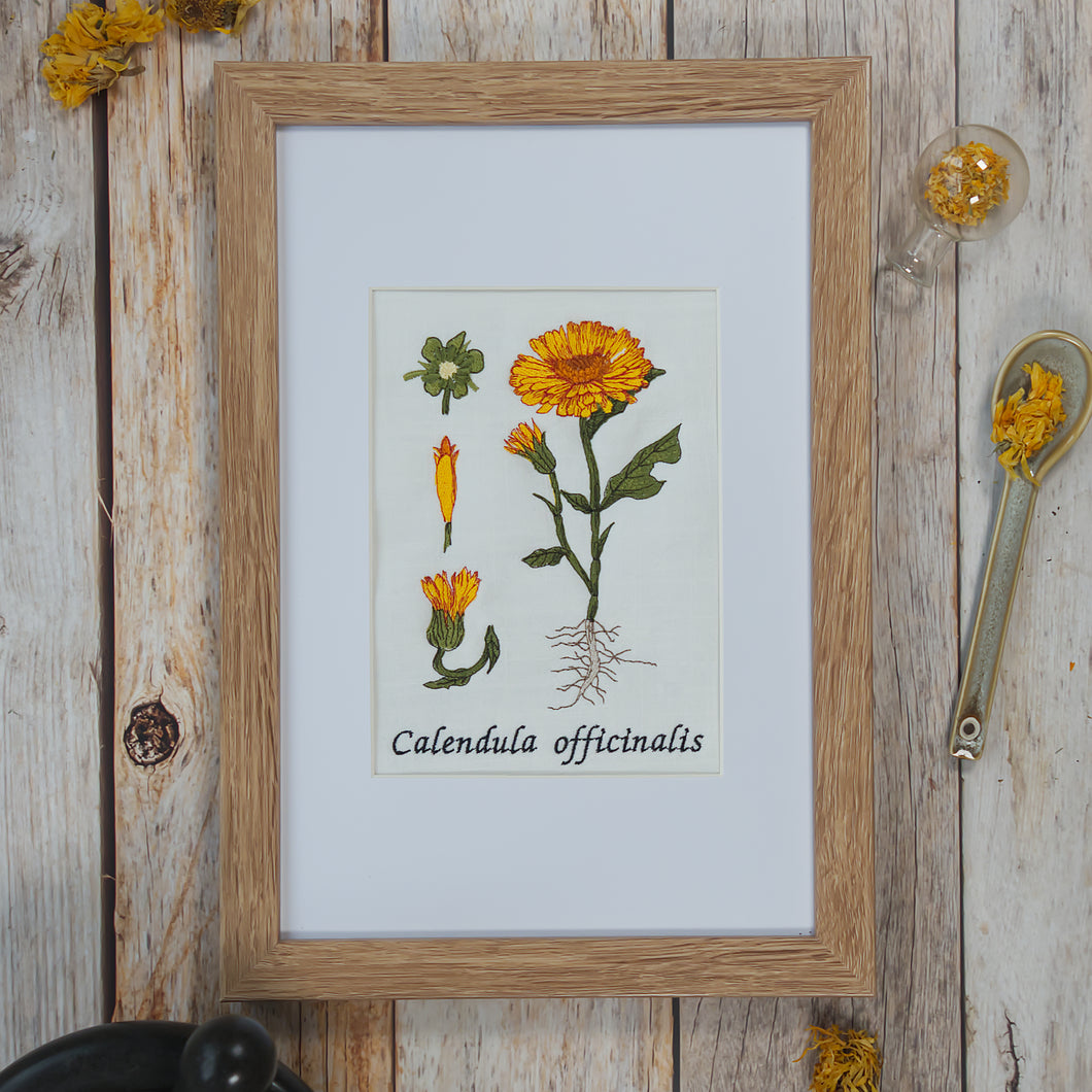 Stickdatei Botanische Zeichnung Calendula Ringelblume Blume Cora Design Frühling Sommer