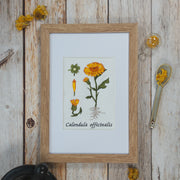 Stickdatei Botanische Zeichnung Calendula 13 x 18 cm