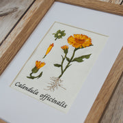 Stickdatei Botanische Zeichnung Calendula 13 x 18 cm