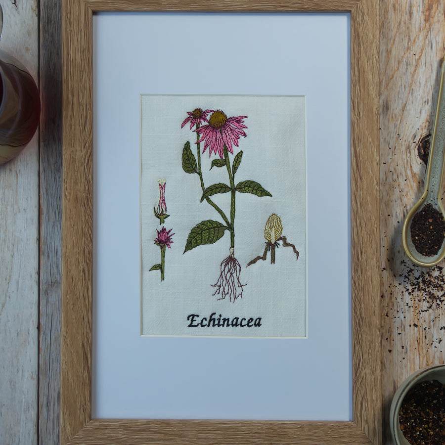 Stickdatei Botanische Zeichnung Echinacea 13 x 18 cm