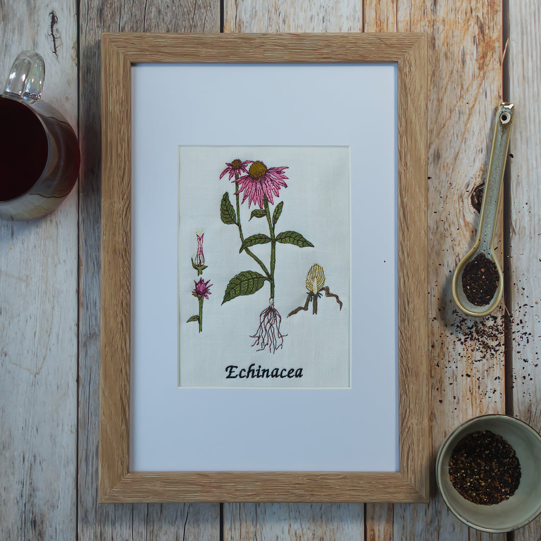 Stichdatei botanische Zeichnung Echinacea Sonnenhut Cora Design Frühling Sommer