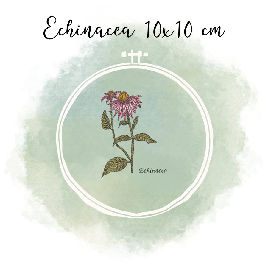 Echinacea Bundle spare über 20 %