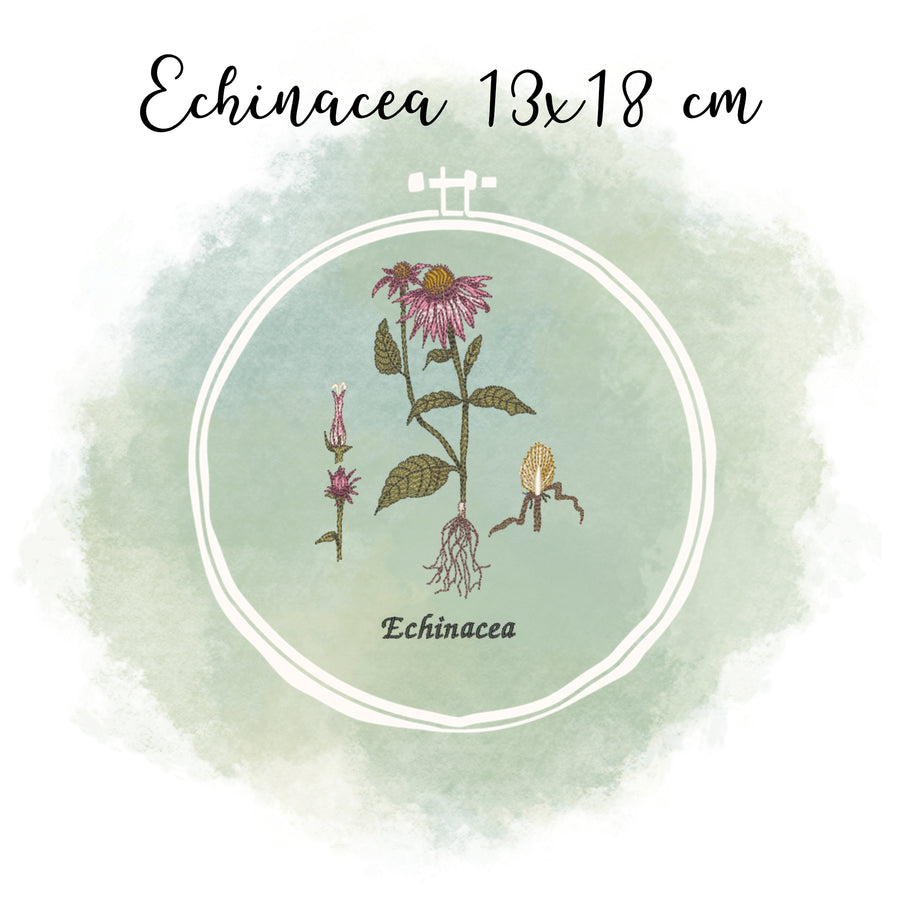 Echinacea Bundle spare über 20 %