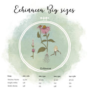 Echinacea Bundle spare über 20 %