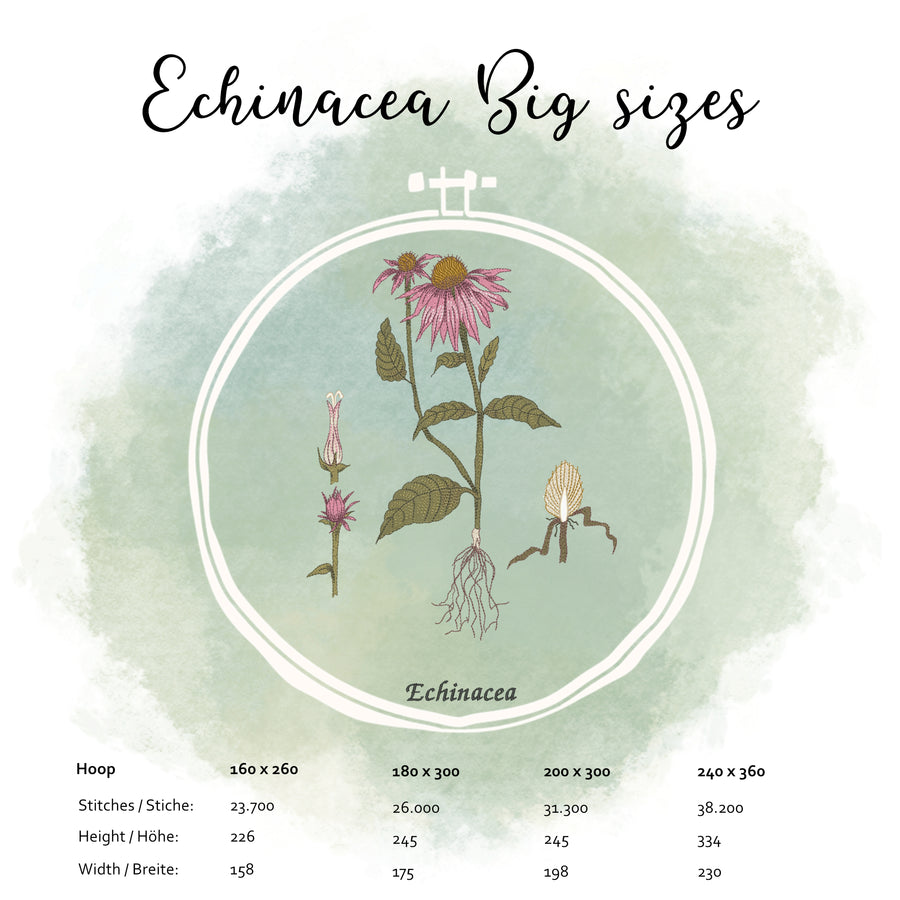 Echinacea Bundle spare über 20 %